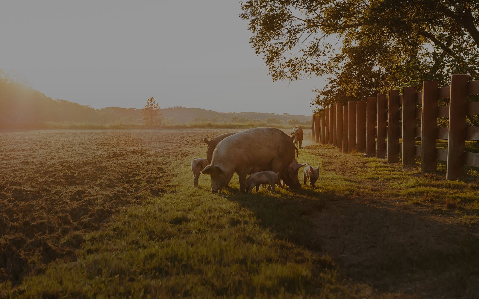 Agribusiness farm